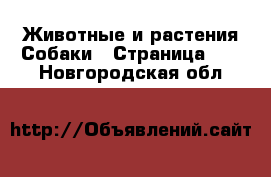 Животные и растения Собаки - Страница 11 . Новгородская обл.